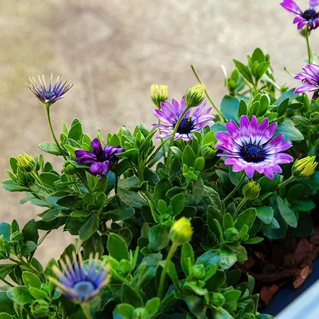 Lägenhet Vittorio Emanuele - Downtown Como