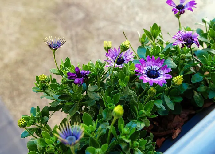 Lägenhet Vittorio Emanuele - Downtown Como